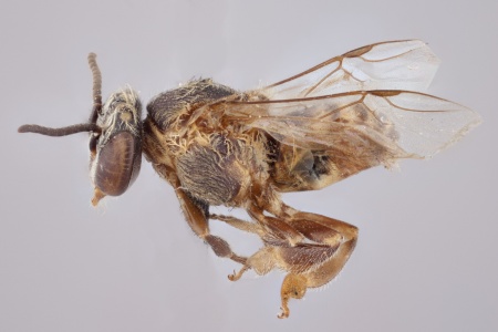 [Axestotrigona erythra male (lateral/side view) thumbnail]